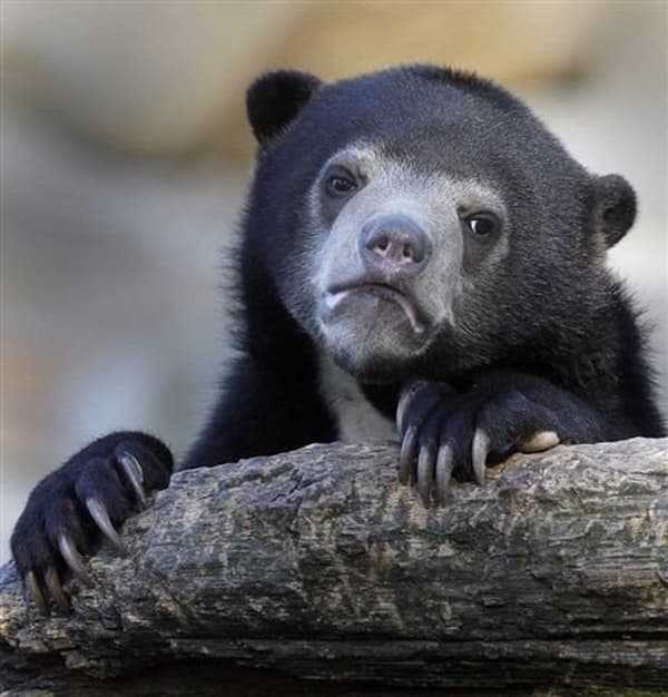 Confession Bear meme template