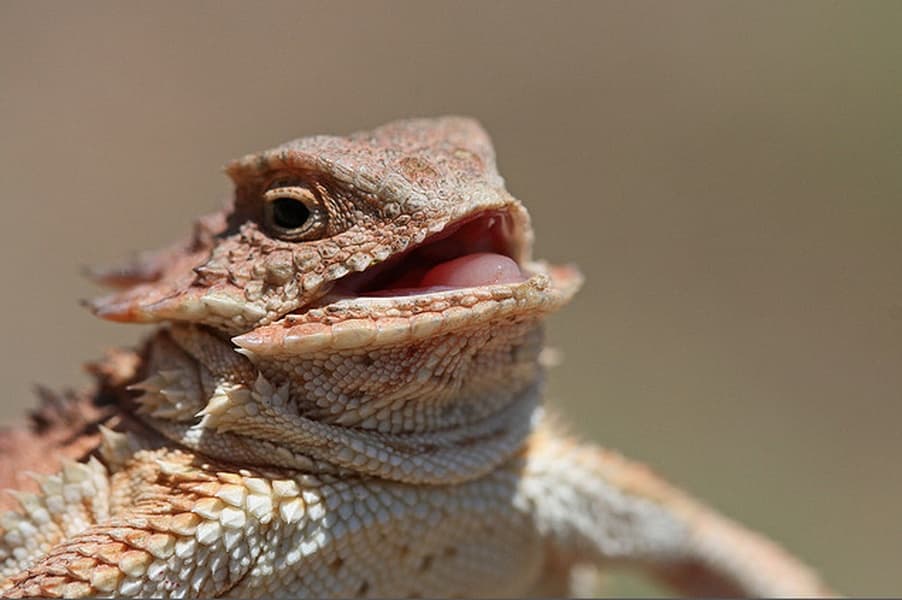 Laughing Lizard meme template
