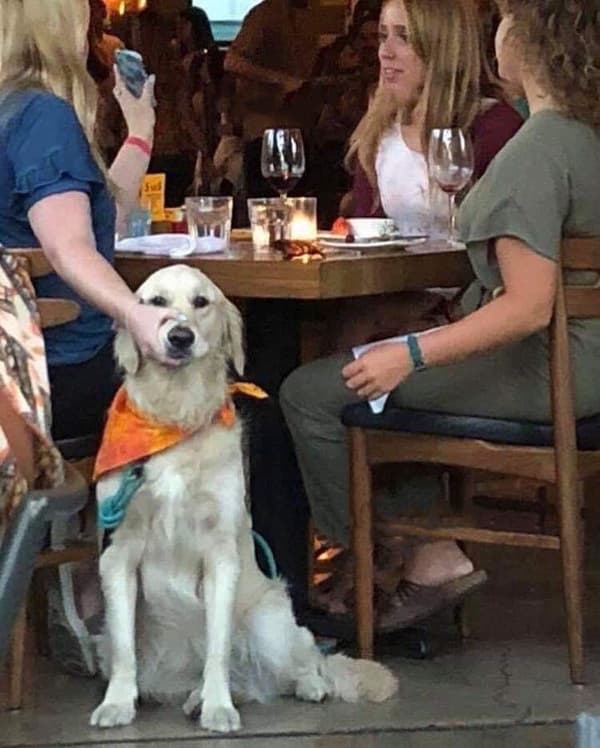 Woman Holding Dog's Mouth meme template