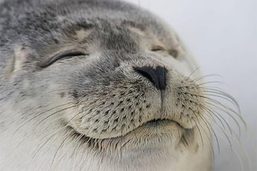 Seal of Approval meme template